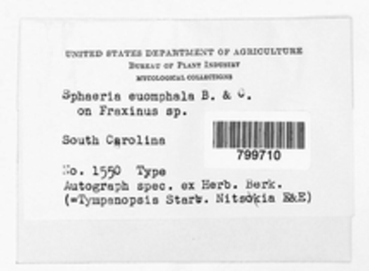 Tympanopsis confertula image